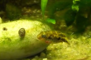 Cryptocoryne - pianta acquatica tropicale